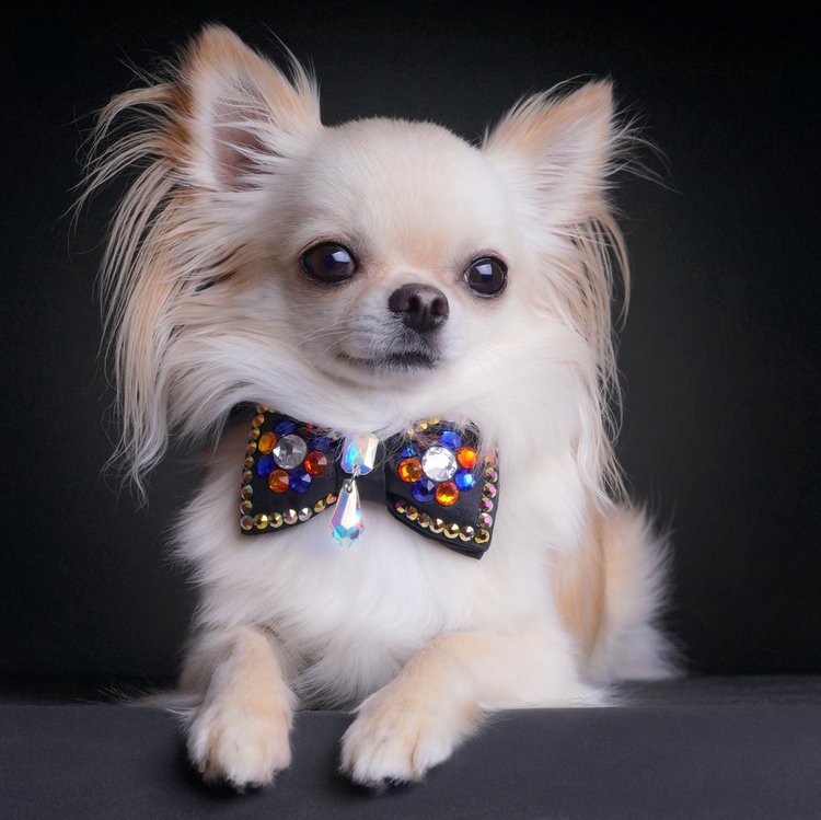 furdrobe's tweet photo. Yoshi modelling our VIP black bow tie with drop: https://t.co/3hGIHeMiGk     #handmade with official #Swarovski elements crystals. #pet #dog #petaccessories https://t.co/TPr4n1M3zZ