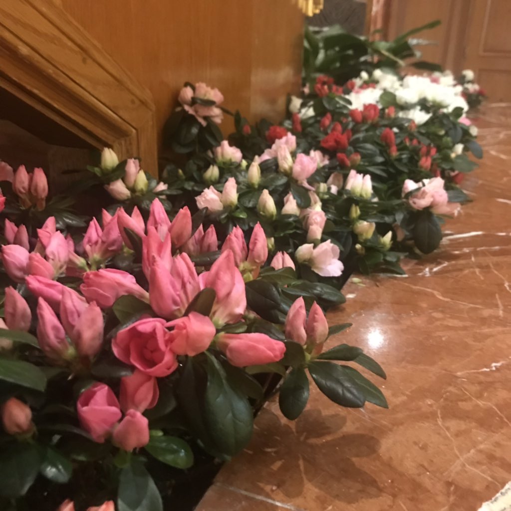 KeepMovingTara's tweet photo. Loving these beautiful flowers at @LittleAmericaSL. #snapconf #littleamericamemories https://t.co/3KLWaDjbie