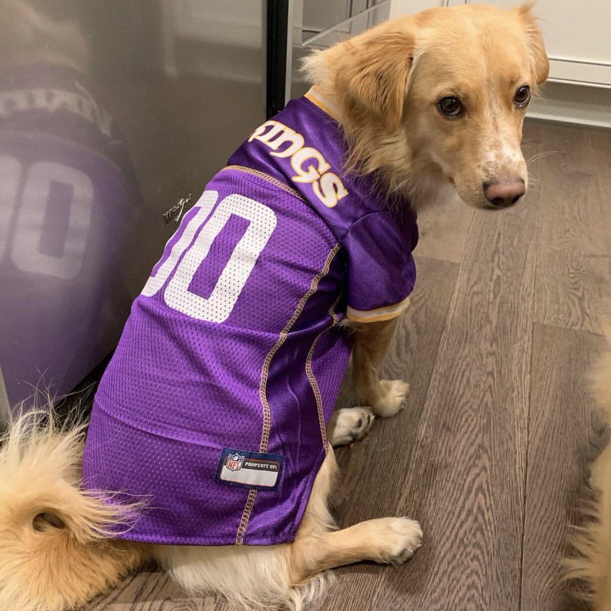 minnesota vikings dog jersey