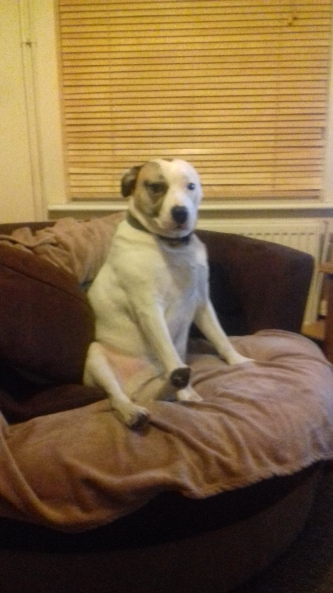 RebeccaCates17's tweet photo. #NationalPetDay https://t.co/WgWcAzAK8X