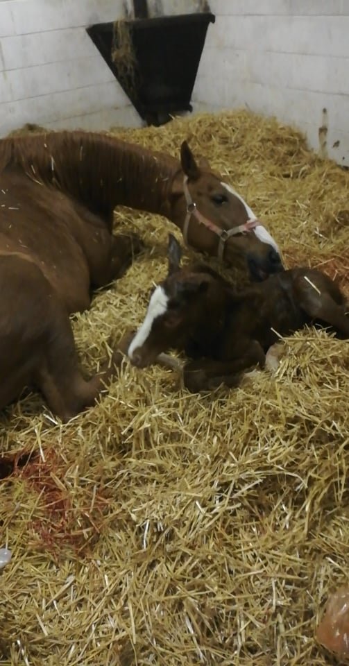Eskdale_Stud's tweet photo. #DownAce gave birth to a lovely filly yesterday evening. #BeatHollow is the sire. Lovely blaze, don't you think? @bloodstocknews @rpbloodstock @shadeoakstud https://t.co/ExrxJdCoLz