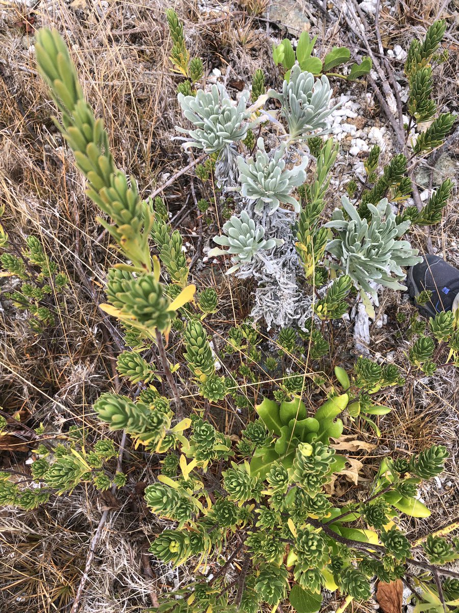 GusJaspert's tweet photo. Hiking through forests in Jost Van Dyke looking for rare and endangered plants. Found some ... now we need to help protect them! https://t.co/GihCHagJf4