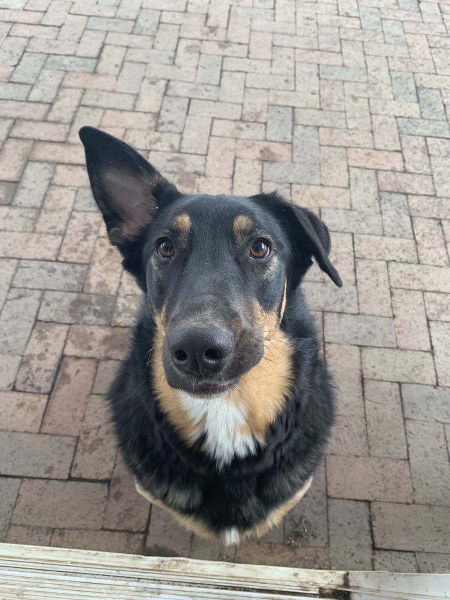 WeRandom999's tweet photo. Sophie  #NationalPetDay https://t.co/Qh1prXWXyj