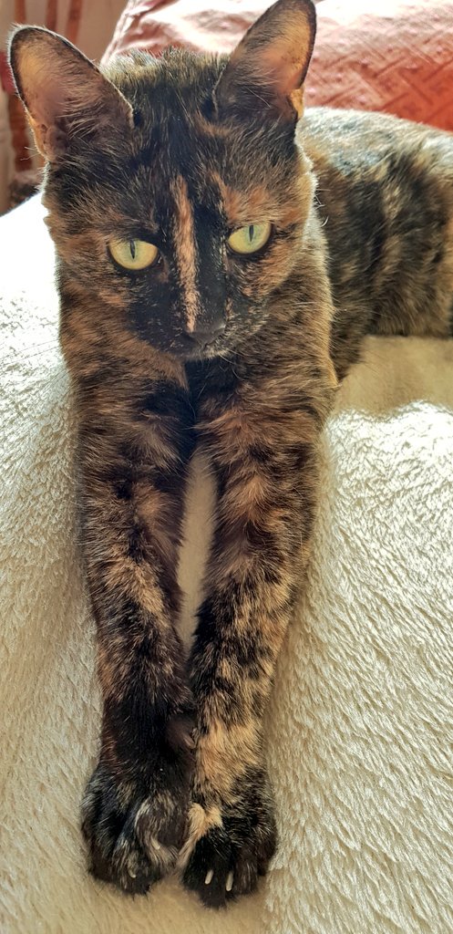 coombes_angie's tweet photo. Happy #NationalPetDay from Zara we adopted each other 13 years ago @Easterleigh_AS #AdoptDontShop 😻🐾 https://t.co/GKcI6GSQwd