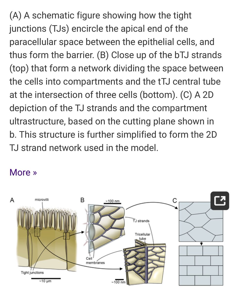 HyttinenLabCBIG's tweet image. Out new paper by @atervn in collaboration with @nymarklab @IhisTeemu @JariAKHyttinen depicting the important role of #dynamic #modulation of #TightJunctions in #epithelia #barrier  molecular #permeability and transepithelial electric resistance #ter. #InSilico @TampereUni