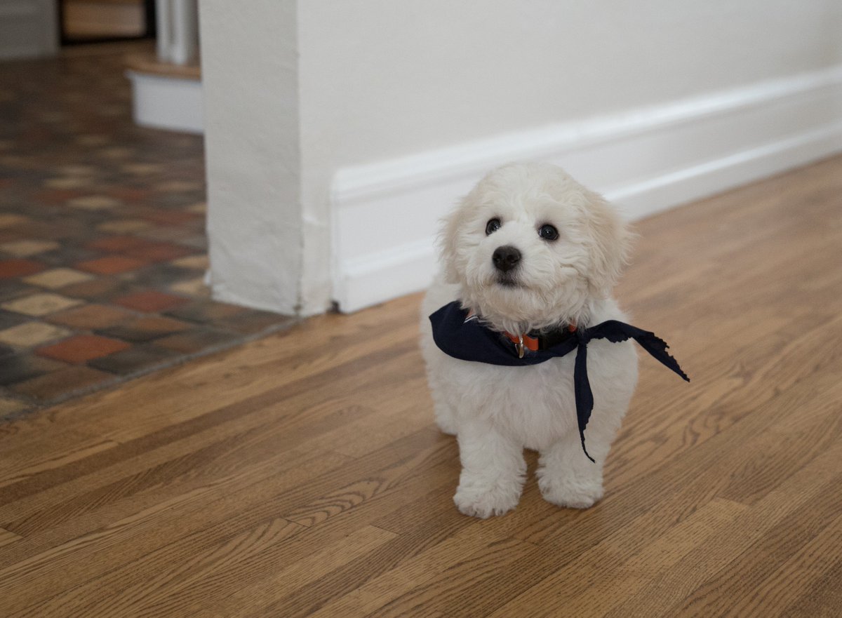 Hey #CarrollU, meet Churchill, our very own #PioPup! He can be found snuggling with <a href="/Pio_Prez/">Cindy Gnadinger</a> OR eating her shoes. He loves snow, he loves cheese, and he's always adorable and rooting for our very own Pios. Welcome to the family, Churchill! #NationalPetDay 🧡💙