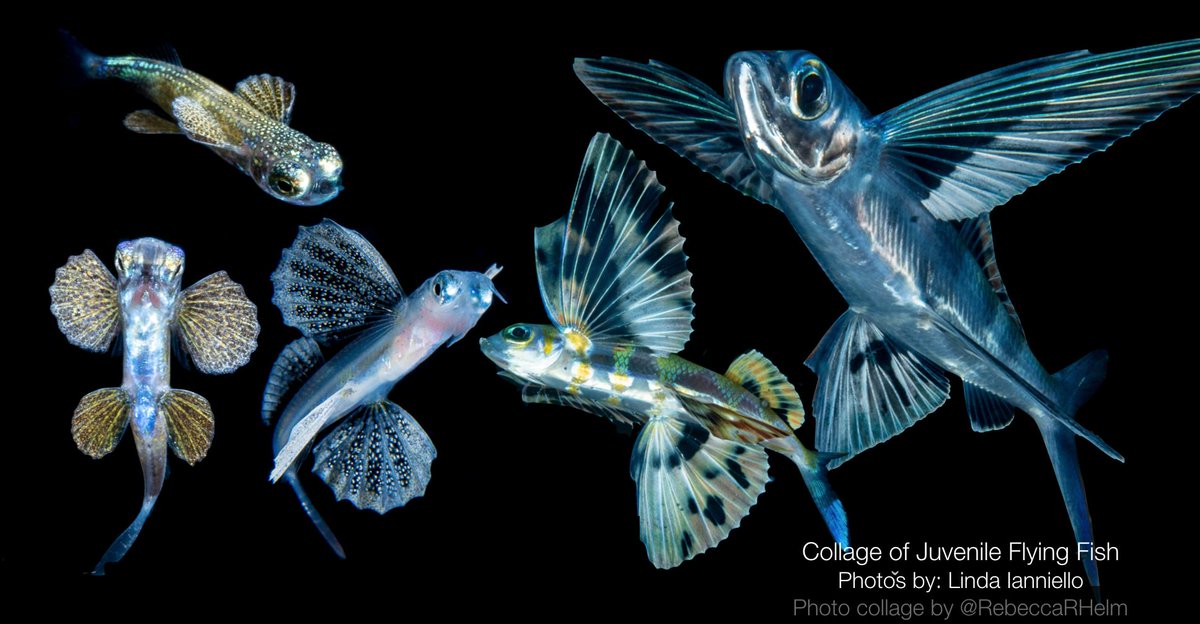 High Seas Science on X: Did you know: baby flying fish have itty bitty  wings, and take their first flight at just two weeks old! So much tiny  cute!!! ♥♥♥ Check out