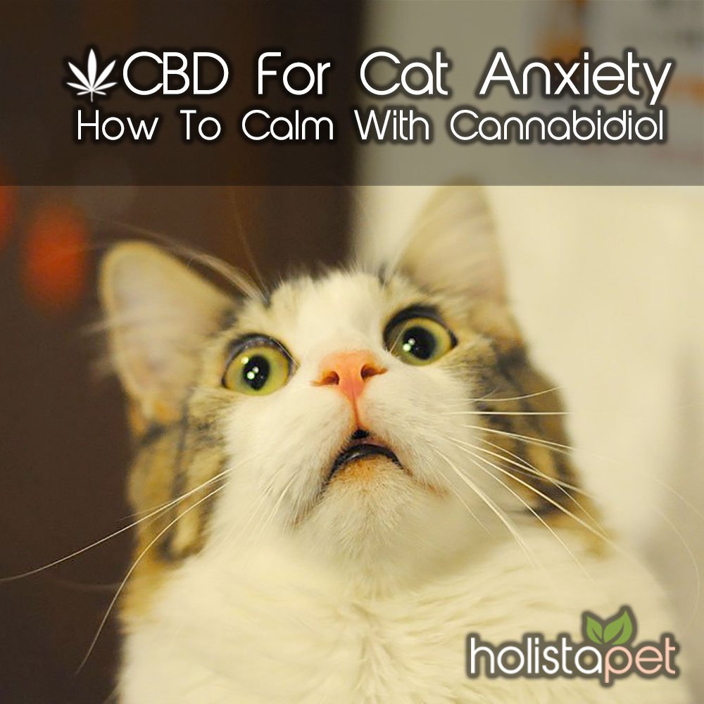 transformertube's tweet photo. Cat anxiety can be stressful! From separation anxiety to phobias. Learn all about cat anxiety and how CBD for cats can help calm a stressed out feline here: https://t.co/gZcAHJH5EE https://t.co/HkDcpHVWJa