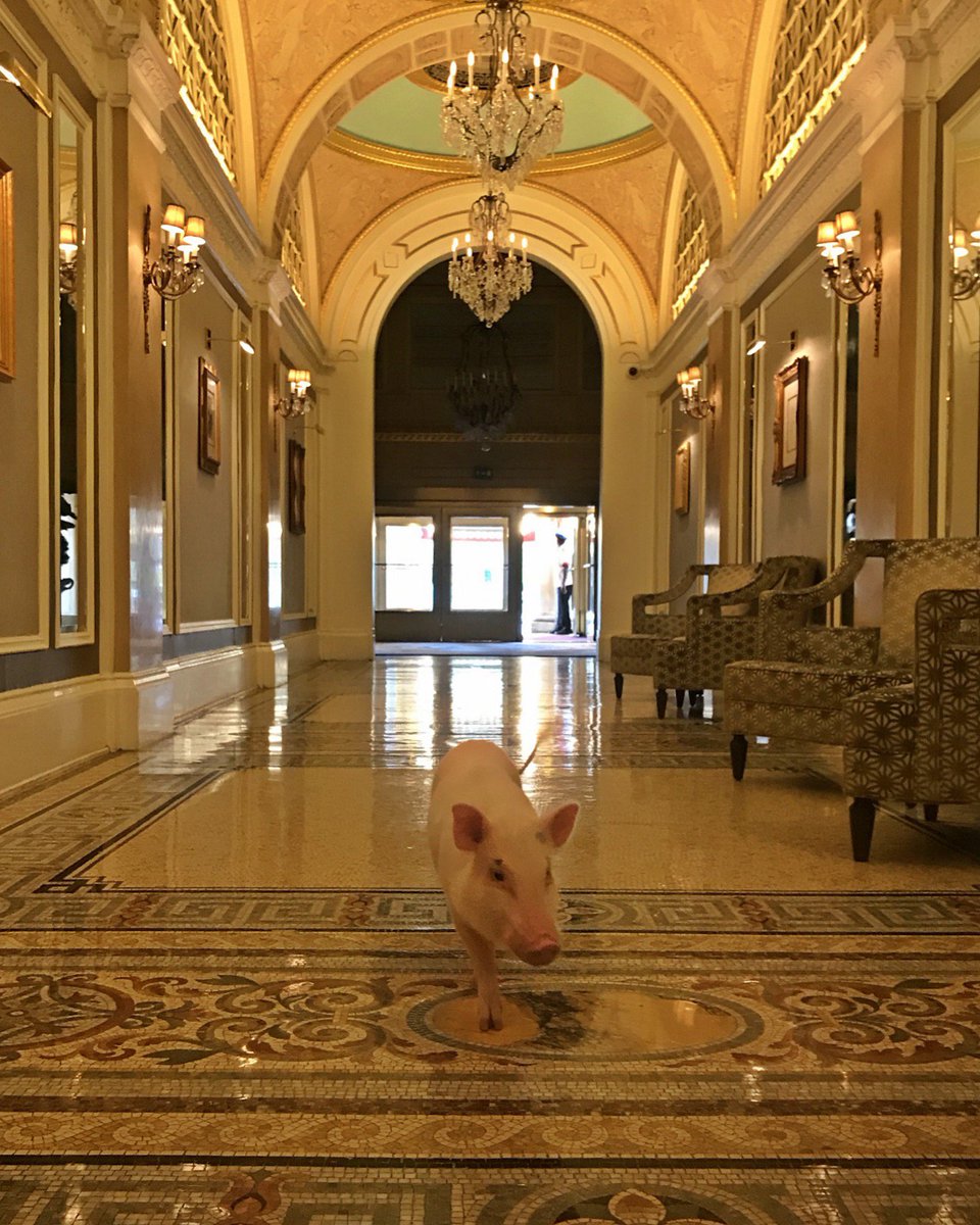 FairmontCopley's tweet photo. Our pets are our #1! We'd love to see photos of your furry loved ones who have visited our hotel or would like to visit. Happy #NationalPetDay! (Hi @christopher_pig, @brandyandmoose, @Knox_and_Bear, @HarvardDanger 👋) #PetFriendlyHotel #Boston https://t.co/rNSn5ffcHu