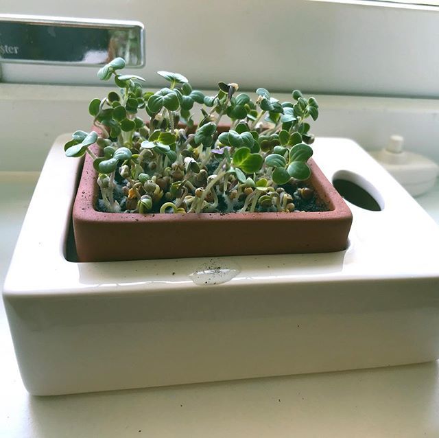 Friday_Studios's tweet photo. Sprout progress. ⠀
#sprouts #sprout #mustardsprouts #sproutpot #healtyeating #healtyfood #radishes #mustard #radishsprout #growing #growingsprouts #groddar #odla #odlahemma #odlagroddar #birthdaypresent #senap #senapsgroddar #rädisa #rädisgroddar #wi… https://t.co/Xu6cXMZVuH https://t.co/idJXTctftA