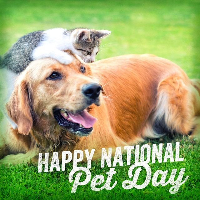 HardyChevrolet's tweet photo. Happy National Pet Day! Show your furry friend some extra love today. https://t.co/bFJjuVkjKQ