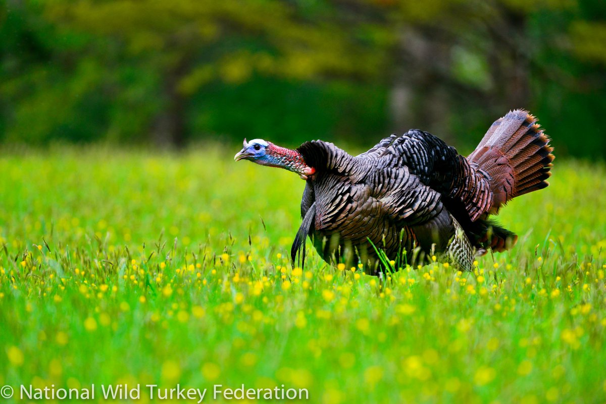 kyfishwildlife's tweet photo. Gobbler Season opens Saturday 4/13 in Kentucky! Get your statewide annual Hunting License + Spring Turkey Permit "over the counter" here: https://t.co/zll8AwlWM4. Hunting Guide, public land maps & more at https://t.co/c8RSAPmISB #GobbleGobble #HuntKY #myKYoutdoors #TurkeyHunt https://t.co/BOgvBOLFZY