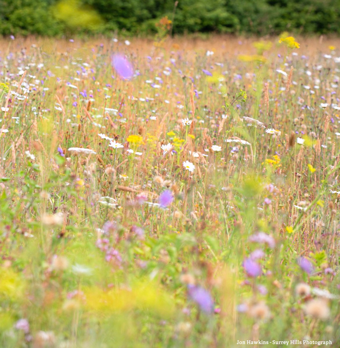 WildlifeTrusts's tweet photo. Let your grass grow long! Long grass, peppered with flowers, is one of the rarest habitats in our gardens, yet it is incredibly beneficial for wildlife 🦋🐞🐝🌼🌱 https://t.co/NNuuBuiNt4