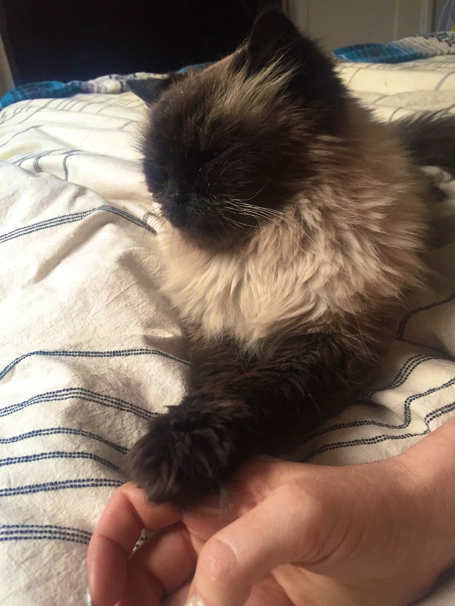 The_Villainelle's tweet image. As someone who travels too much to own a (traditional) pet, I’m a total creep for other people’s. Petsitting (both traditional and kinky pets) is one of my favorite things. #petplay #traveldomme #proproblems