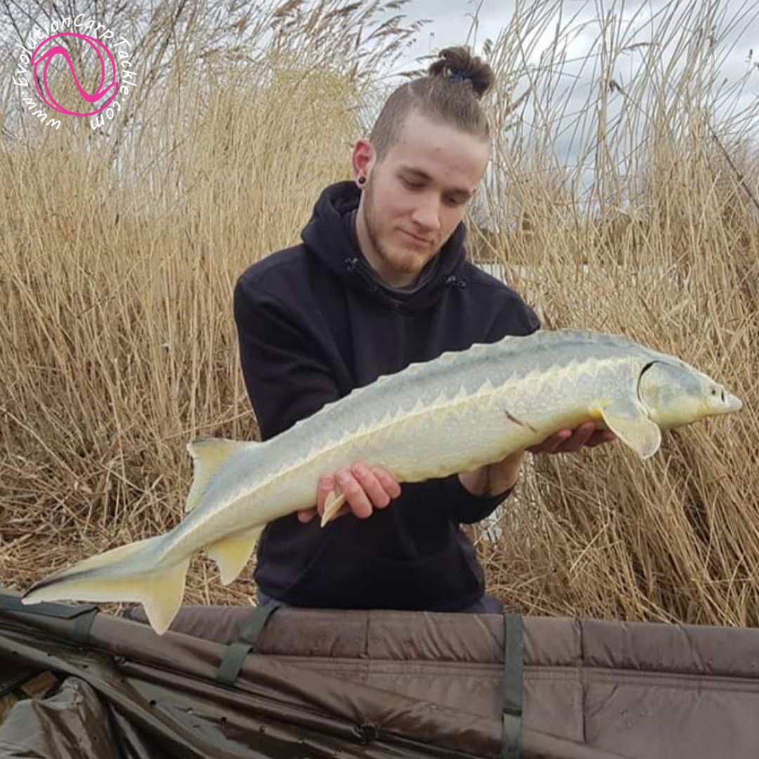 EvoCarpTackle's tweet photo. Well that was certainly a surprise for team member Oliver Bartlett landing a cracking 14lb 8oz sturgeon, caught with the aid of all Evo 'Last Elements' end tackle. 

https://t.co/pJQKNvDNOj #EvolutionCarpTackle #Evolve® #ArtificialBaits #NSR® #LastElementsRange #TeamEvo https://t.co/UJ6PrahFdx