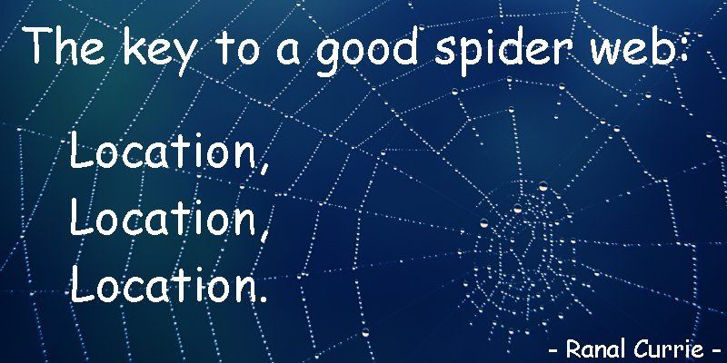 Ranal55's tweet photo. The key to a good spider web: location, location, location.
#quote #ThursdayThoughts https://t.co/fVpnVn7Y8i