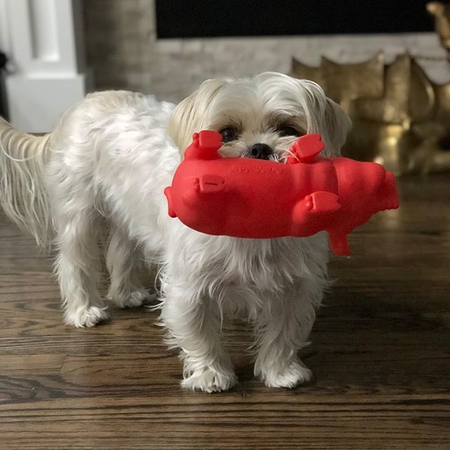 DangerLonghorn's tweet photo. Happy National Pets Day to my constant source of amusement @brevethemaltizu https://t.co/g5dY1TCTZY https://t.co/R31Me5PWMX