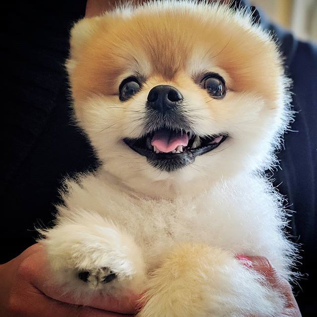 chancethepom's tweet photo. It's national pet day, today and every day! 🐶❤️🐾 #nationalpetday https://t.co/dIU8Rjxq0q https://t.co/1tfCY9O41O