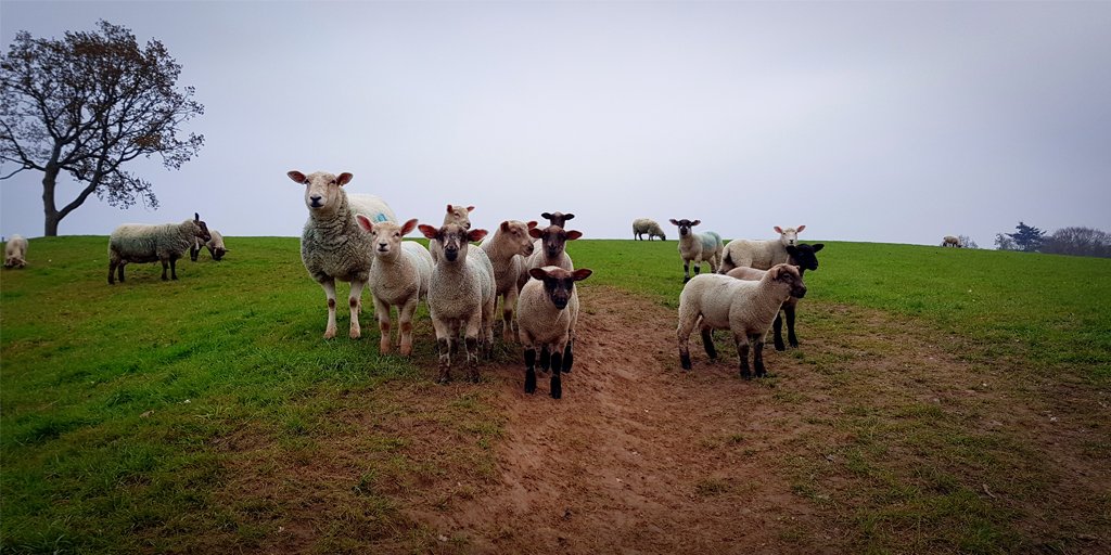 Mary had a little lamb...

#farmanimals #animals #lamb #sheep
#Hikeoholics #BewlWater #adventure #outdoors #hiking #getoutside #hikingadventures #hikingday #hikingtrip #getoutsideandplay #hikingwithkids #sundayhike #hikingtime #walkinguk #ukwalks #hikemore #hikingfamily #kent