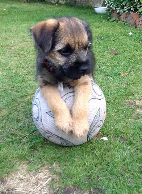 jack_border's tweet image. #throwbackthursday to when I was a puppy looking proud of myself