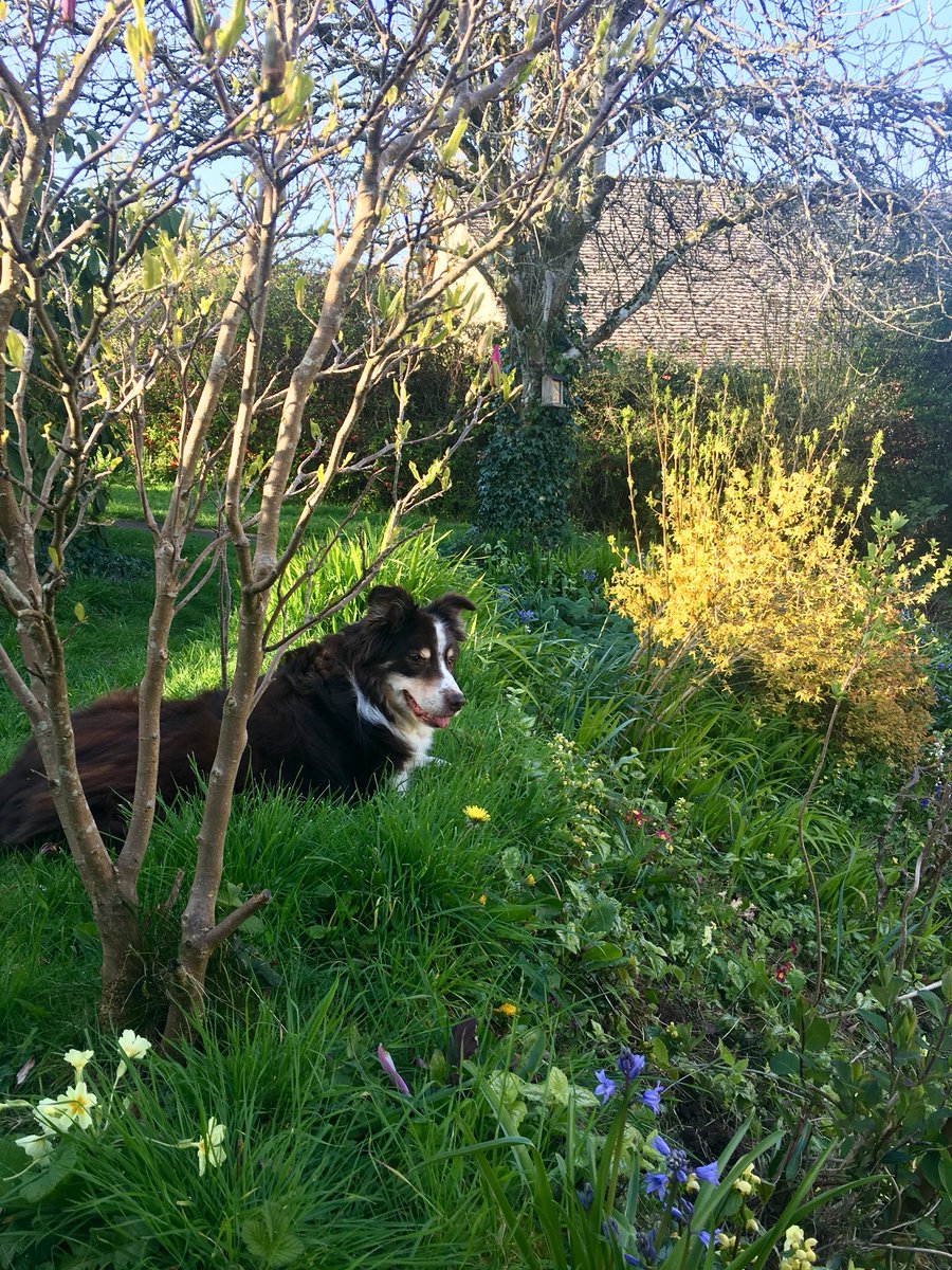 Love the garden in the spring! #Devon #teacherholiday #Easter #amgardening #anddrinkingtea