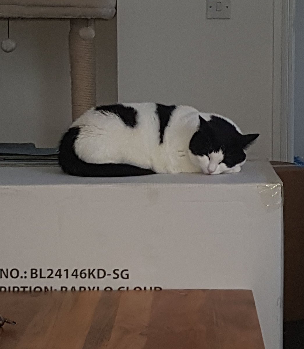 DebScoot's tweet photo. Delivery came.
Lexi claimed box.
Delivery remains unopened as she is asleep....
#PetDay #CatsOfTwitter #catsonboxes https://t.co/ISvjMVTPIb