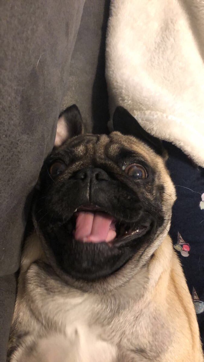 alysamorgan_'s tweet photo. The cutest babes🤩 #NationalPetDay https://t.co/6oMhvF1Vq6