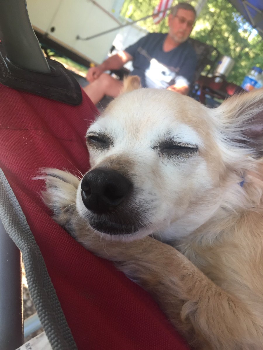 alysamorgan_'s tweet photo. The cutest babes🤩 #NationalPetDay https://t.co/6oMhvF1Vq6