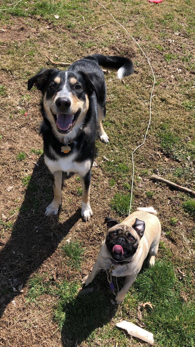 alysamorgan_'s tweet photo. The cutest babes🤩 #NationalPetDay https://t.co/6oMhvF1Vq6