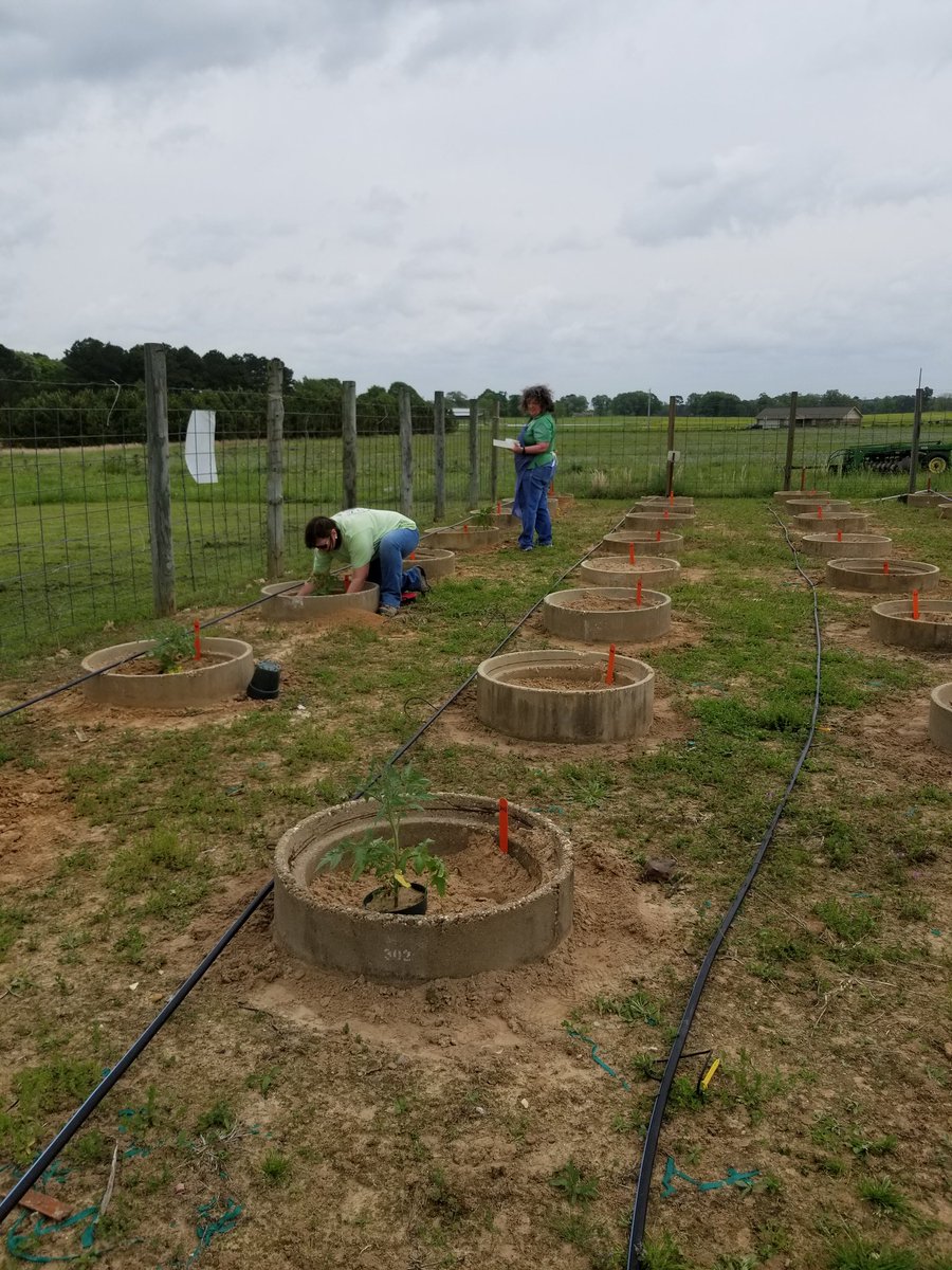 OtterGreer's tweet photo. Put in a RKN demonstration today for the Horticulture Field Day #SWREC #nematodes https://t.co/BdLjb2nDTY