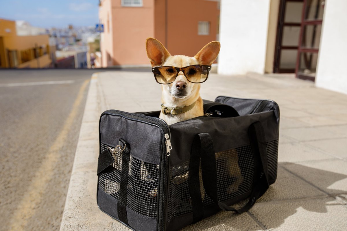 freshleaf_cbd's tweet photo. Prepare your pup for a big trip. Stock up on #CBD and alleviate your #dog's travel stress. https://t.co/SnfRMOV9ub https://t.co/MiiJCmSCz5