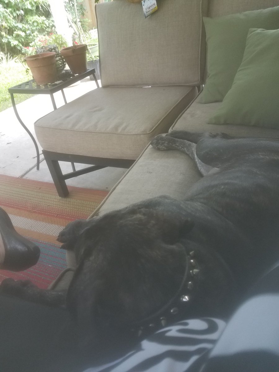 MPKKennels's tweet photo. My new fur-friend. #HappyNationalPetDay https://t.co/FPMZsBikLG