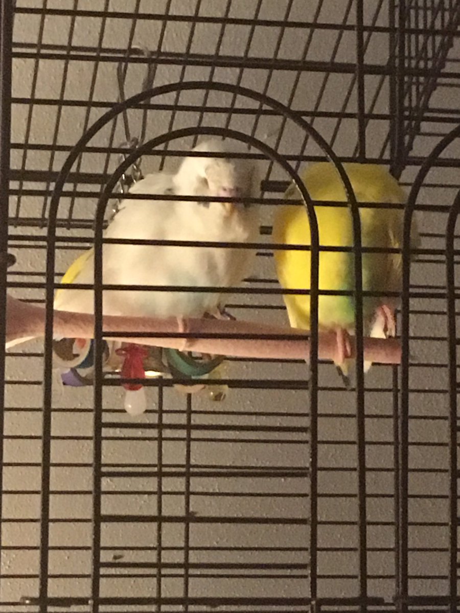 Elephabulous's tweet photo. Babies 🐦🐶❤️ #NationalPetDay https://t.co/rAn1Nq4q66