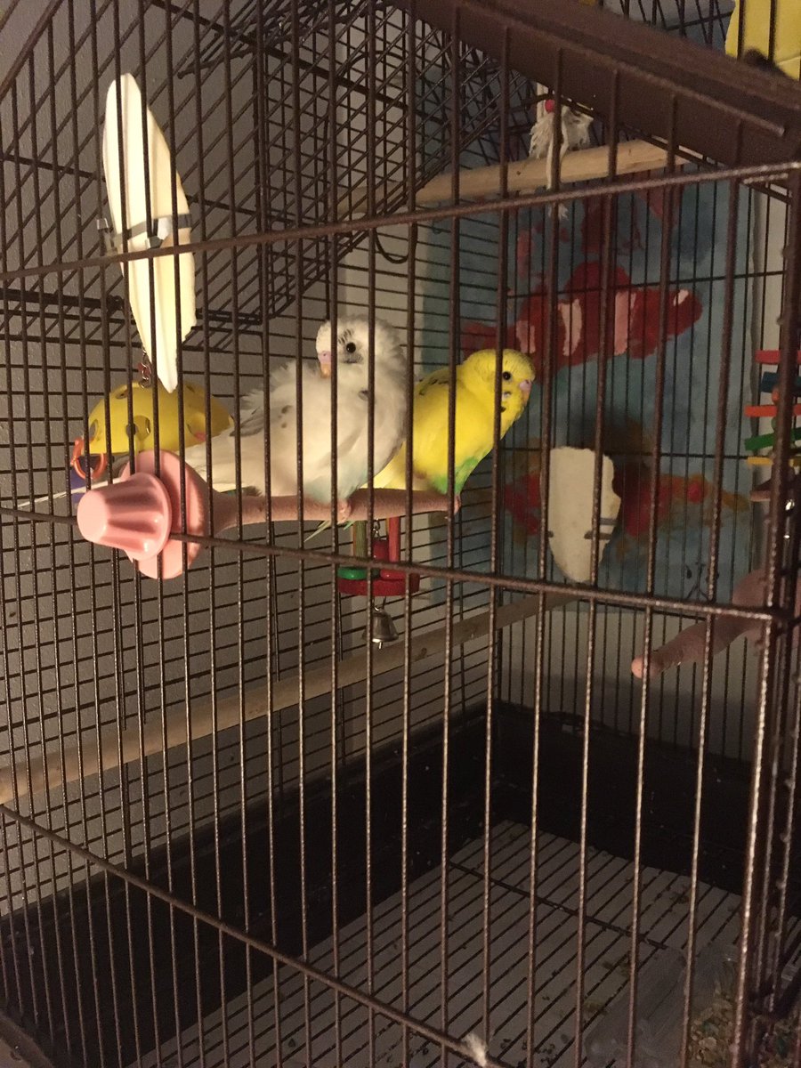 Elephabulous's tweet photo. Babies 🐦🐶❤️ #NationalPetDay https://t.co/rAn1Nq4q66