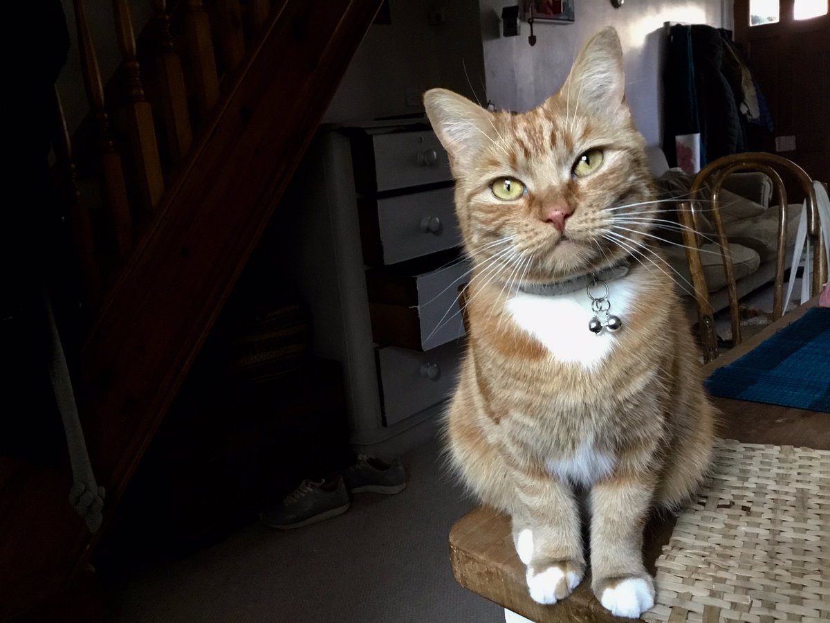 quietfundraiser's tweet photo. Lily isn’t very pleased that we’ve given the birds a chance with a new early warning system #thursdayobservations https://t.co/uMF70iVVF7