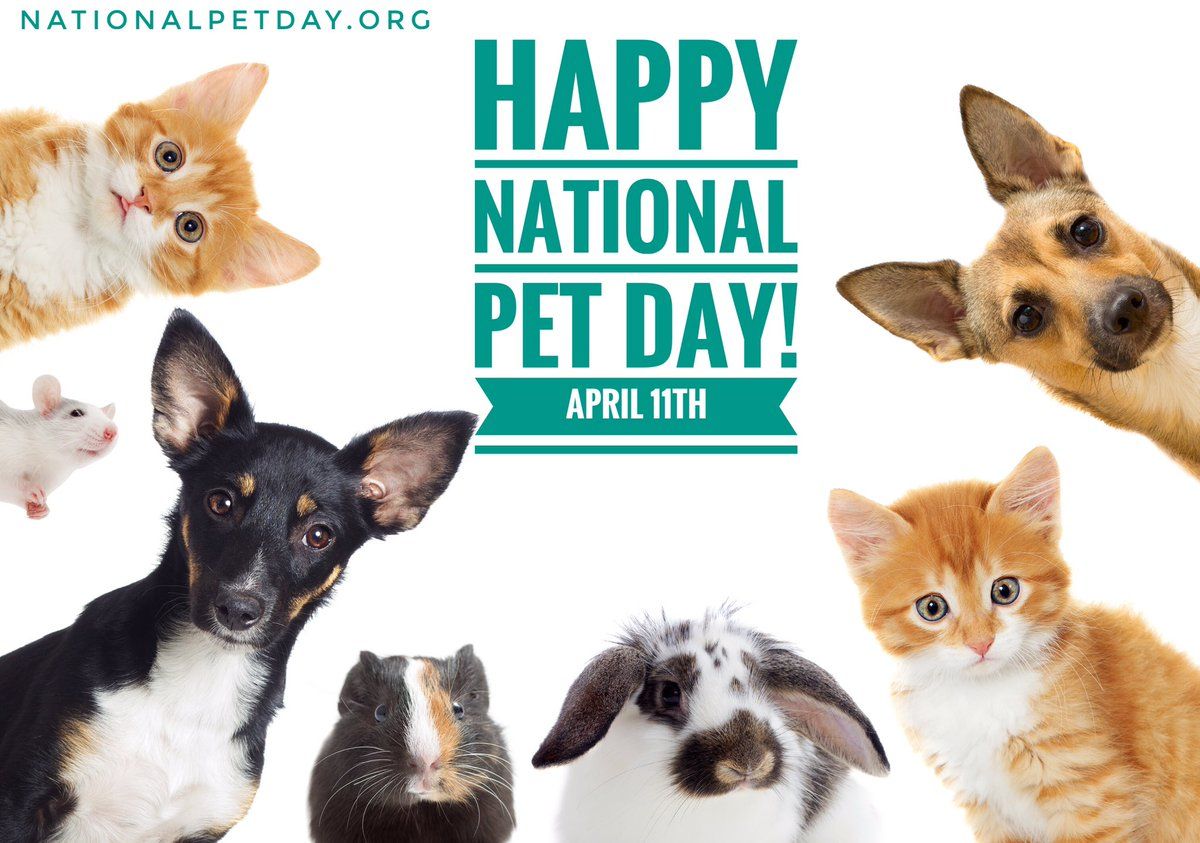 baerinsurance's tweet photo. Happy #NationalPetDay 

Be sure to give your furry friends some extra love today! https://t.co/JlSLT2l9X4