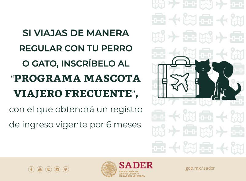 ¿Eres viajero experto? Esto te interesa.
Si a tus viajes te acompaña tu mascota 🐶🐱, solicita su ingreso al programa Mascota Viajero Frecuente.
 ¡Es muy fácil! Para más información: 
✅ gob.mx/senasica/video…