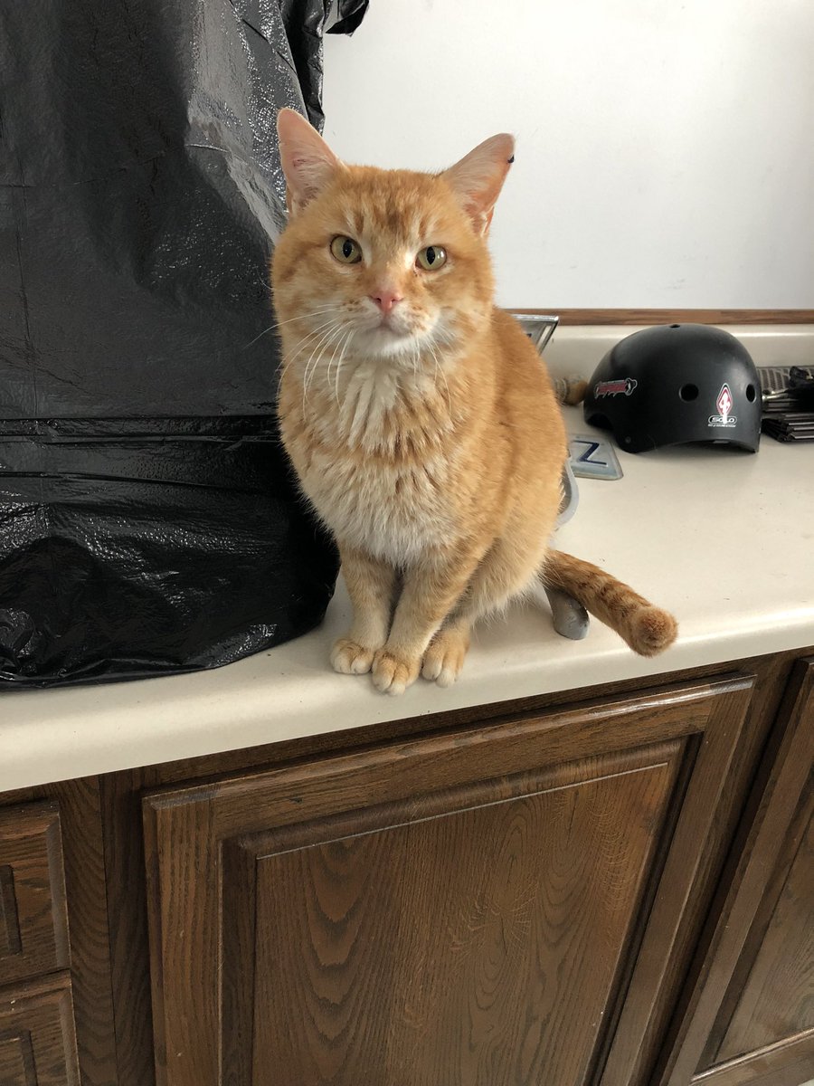 ecranesthename's tweet photo. Prayers for my dukey duke boy please. Tomorrow morning he has to have his front right leg amputated because some imbecile decided to shoot my pet. The bullet went in his front of his arm and out the back...He is such a good kitty boy. #StopAnimalCruelty #prayforduke https://t.co/PbyEzGQT66