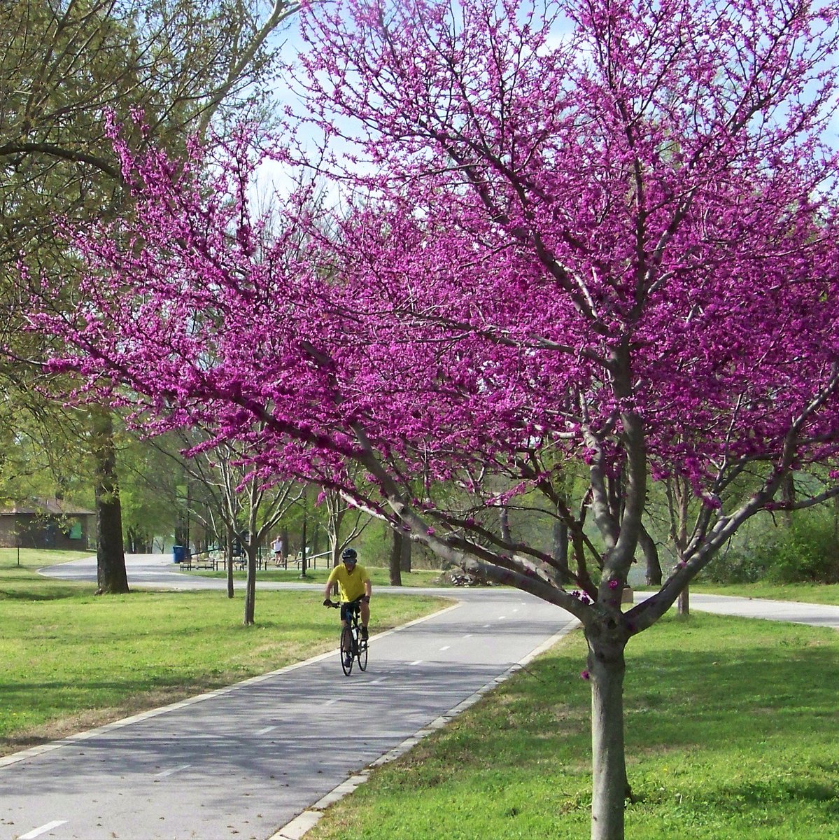 TulsaRiverParks's tweet photo. The Redbuds are looking good! https://t.co/4tzDBrVgnN