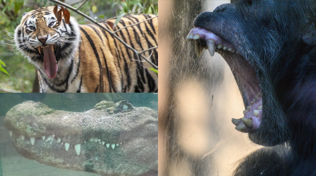 Oakland Zoo tweet media