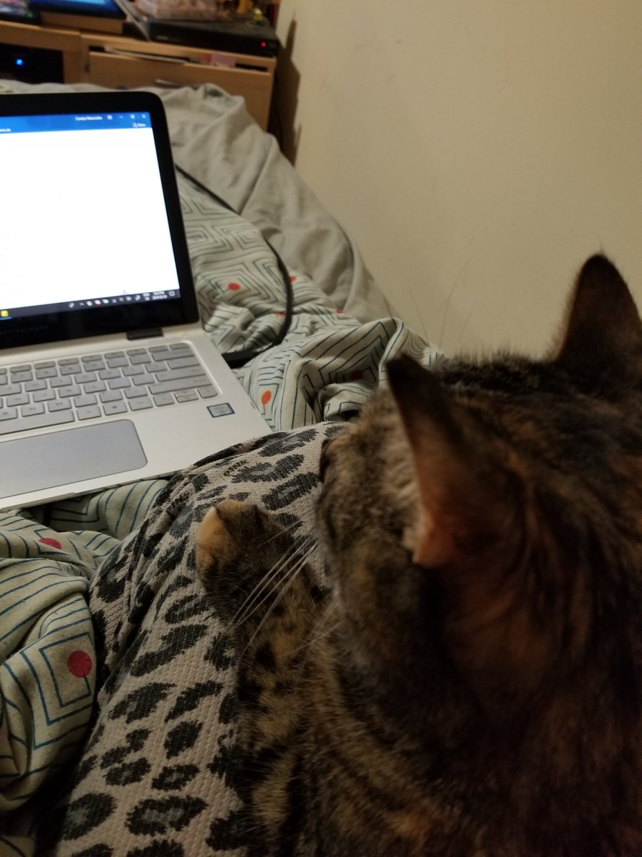 vfdpixie's tweet photo. My three baby girls! #girlcatcrew #stepcat #Calliedoesallthewriting #finnyfurball #NationalPetDay https://t.co/ONURLWBOKi