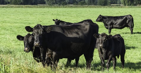 CreekstoneFarms's tweet photo. We are happy to have wonderful partners like Market Table in Alabama...check them out for some wonderful eats! #CreekstoneFarms #MarketTable #Quality #AngusBeef
https://t.co/LoUDOqfzbr https://t.co/igAv1rvlX0