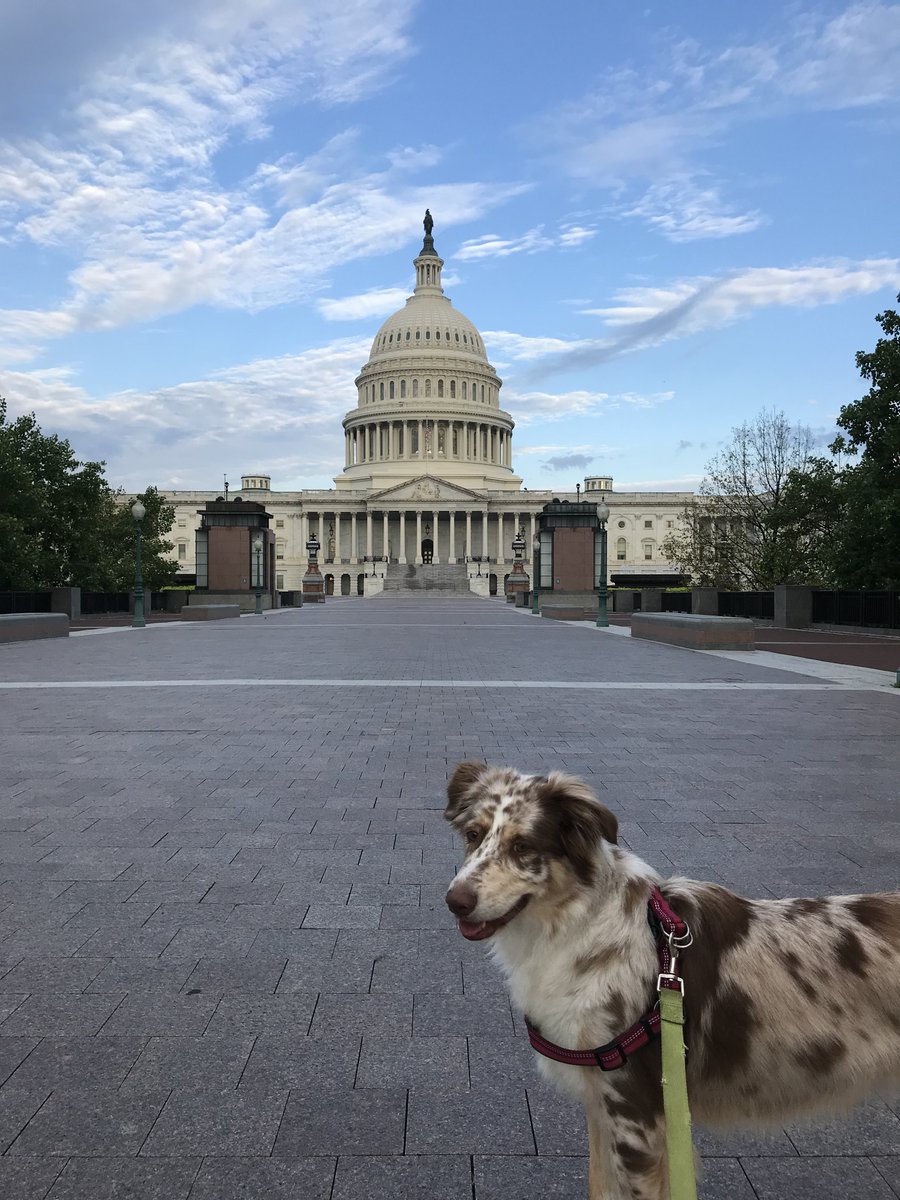 USTravel's tweet photo. Round of appaws for the hundreds of travel delegates that shared the #PowerOfTravel on Capitol Hill today during #DCH19. #NationalPetDay https://t.co/Kgfki0YKMw