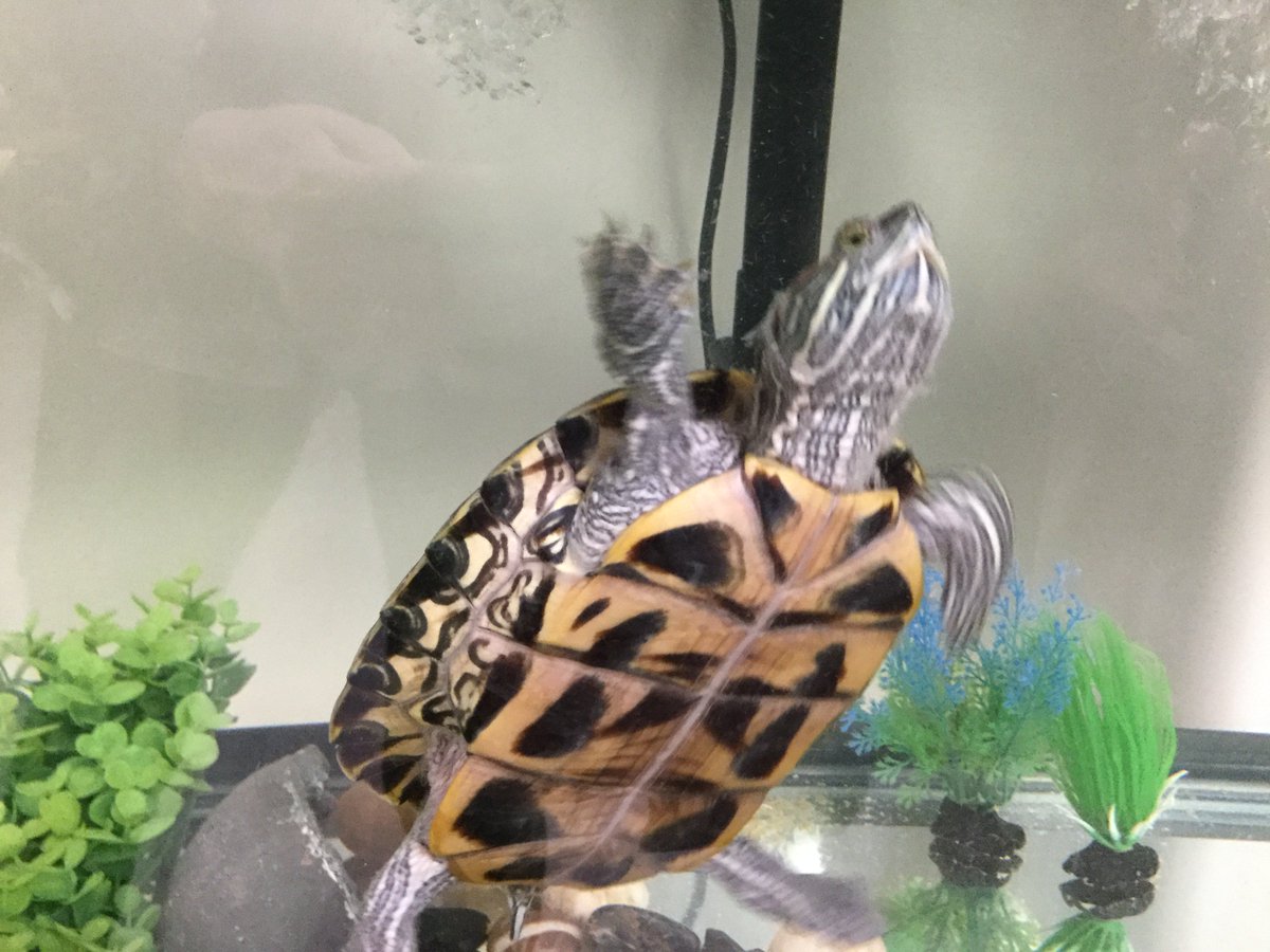 platteviewcent's tweet photo. After soaking up so much knowledge, DeeWhite thinks he knows some of the answers! 
#smartturtle https://t.co/d6xxuVc6m0