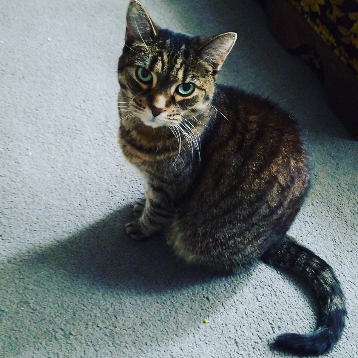 vfdpixie's tweet photo. My three baby girls! #girlcatcrew #stepcat #Calliedoesallthewriting #finnyfurball #NationalPetDay https://t.co/ONURLWBOKi