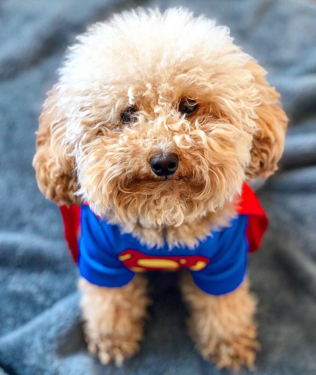 RealEvilCleo's tweet photo. It’s time for me to come clean and reveal the truth. I. AM. SUPERMAN! 🦸‍♂️ ☁️ ⁣⁣ https://t.co/FNGs9h3im4