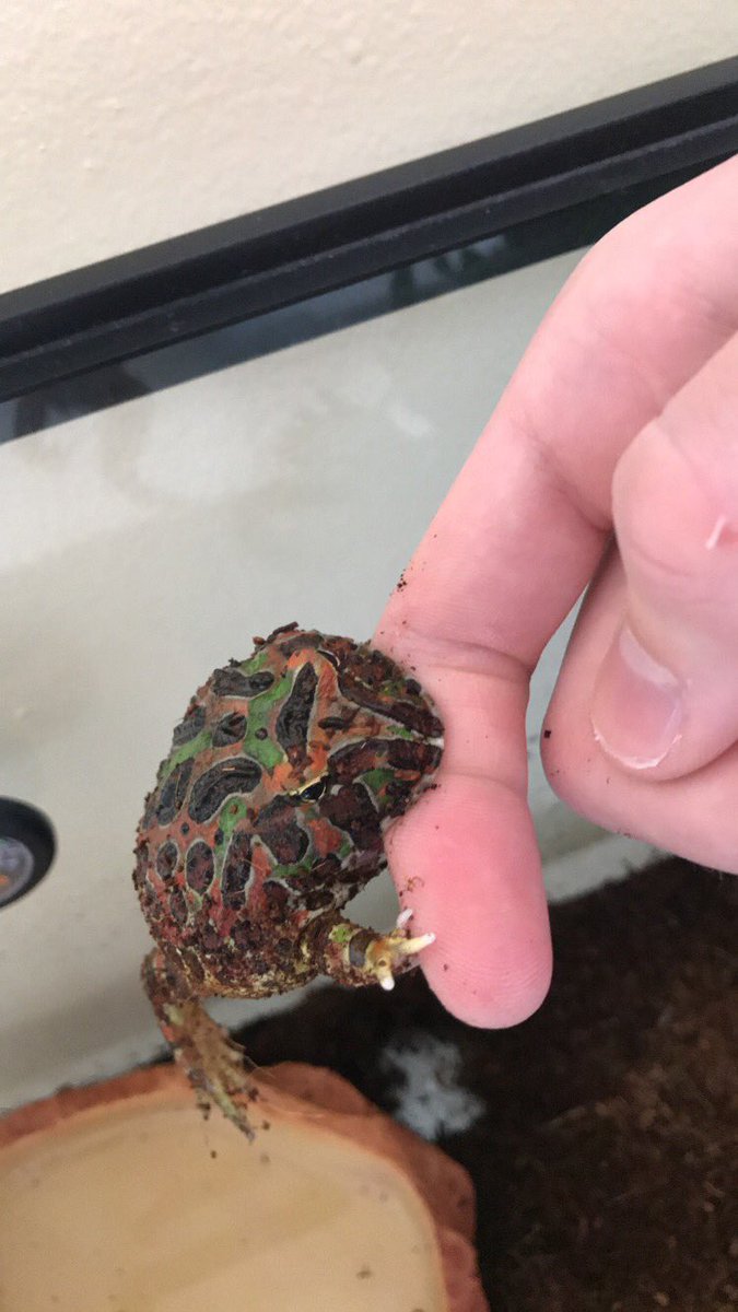 AdamSiefker's tweet photo. @WeRateFrogs This is Dumpy. https://t.co/uZwF1Bc1Cq