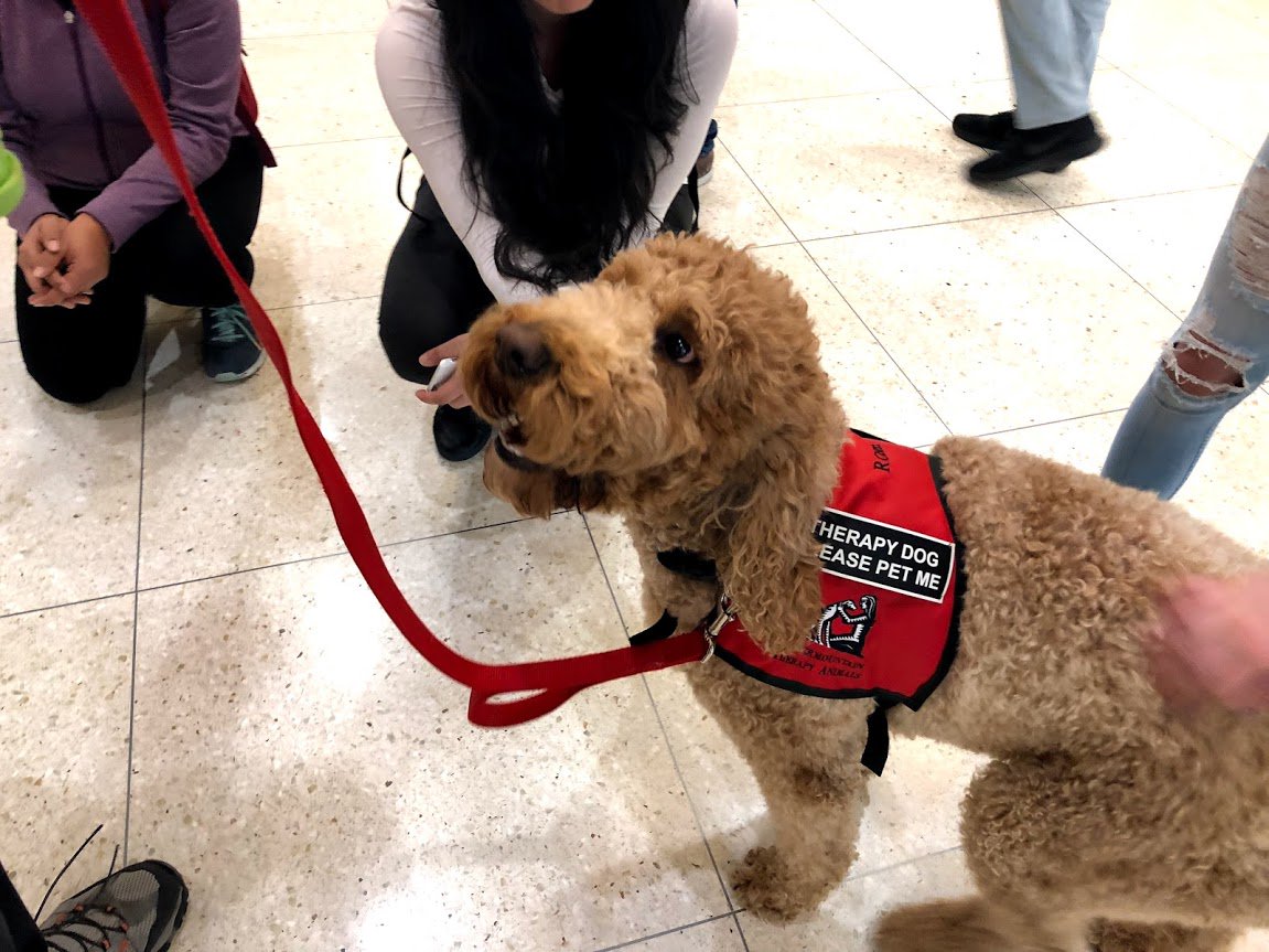 MarriottLibrary's tweet photo. We are excited to announced that @itaorg will be here on April 23rd from 11:30am - 12:30pm for this semester's #stressbusterweek with all those amazing therapy dogs &amp; volunteers! 
https://t.co/BtmT1pD2Rx
@UUtah @uofustudentgov https://t.co/rgENokEWFw
