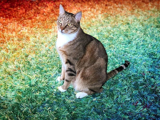 OffRainGirl's tweet photo. Orion! #rainbowcat #officialrainbowgirl #rainbow #rainbowgirl #catportrait https://t.co/gyvu8HN6S5 https://t.co/eTdVYPfpkD