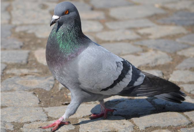 mohanprakashs's tweet image. Nice Bird